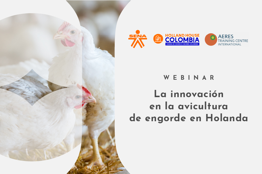 La innovación en la avicultura de engorde en Holanda