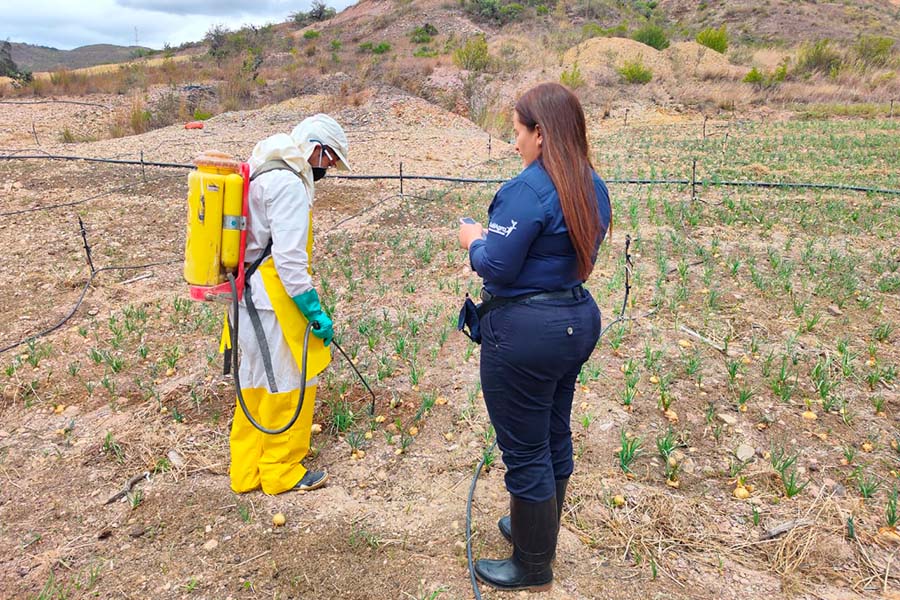 En la vereda el Espinal del municipio de Sáchica se evalúan las habilidades de campesinos en cultivos de cebolla, especialmente 