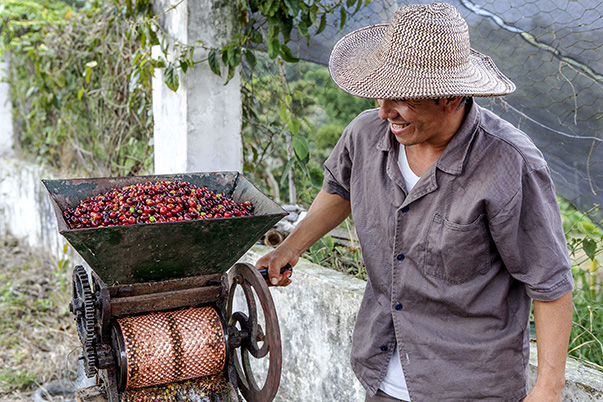 El SENA reconoce la labor de más de cien cafeteros colombianos