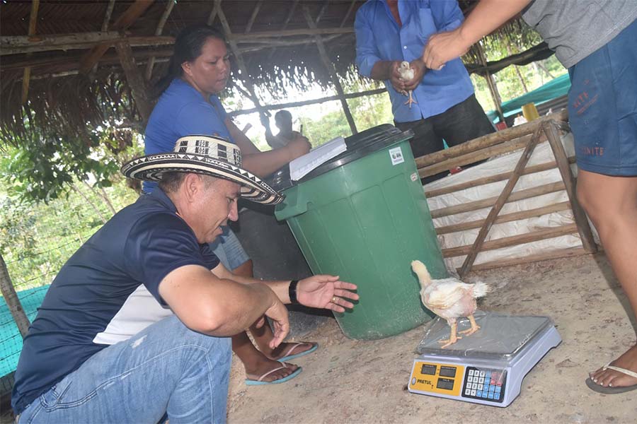 El instructor Adrián Querubín Velásquez, durante la formación con indígenas productores de pollos en las comunidades de Sabanita