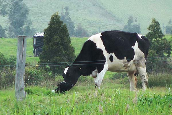 el sistema silvopastoril es una excelente opción para mejorar la ganadería y contribuir a la sostenibilidad y autosuficiencia de